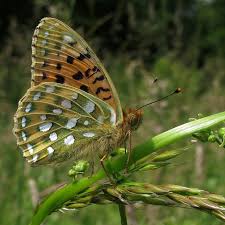 Attēlu rezultāti vaicājumam “Argynnis aglaja underside”