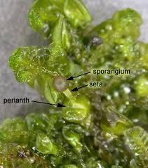 Attēlu rezultāti vaicājumam “Nowellia curvifolia sporophyte”