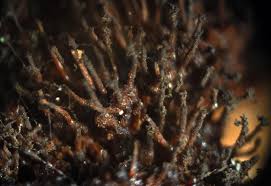 Attēlu rezultāti vaicājumam “Melanospora lagenaria”