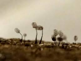 Attēlu rezultāti vaicājumam “Comatricha fragilis”