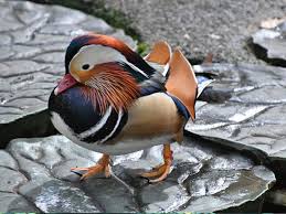 Attēlu rezultāti vaicājumam “Aix galericulata”