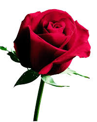 Image result for Red Rose Cc
