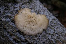 Attēlu rezultāti vaicājumam “Lentinus suavissimus”