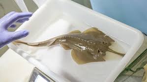 Image result for Glaucostegus cemiculus