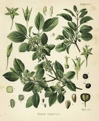 Attēlu rezultāti vaicājumam “Rhamnus cathartica”