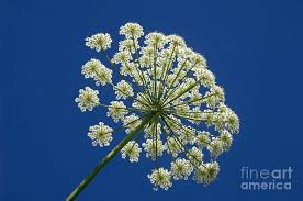 Image result for Heracleum sphondylium