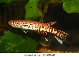 Image result for Aphyosemion