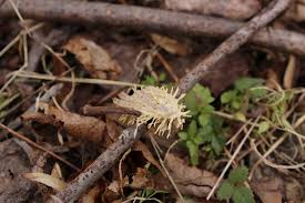 Attēlu rezultāti vaicājumam “Akanthomyces aculeatus”