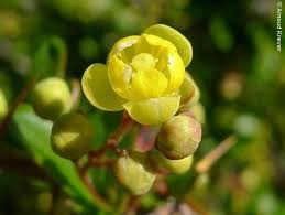 Attēlu rezultāti vaicājumam “Berberis vulgaris flower”