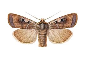 Attēlu rezultāti vaicājumam “Xestia c-nigrum”