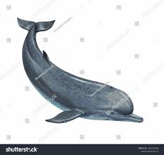 Image result for Hyperoodon ampullatus