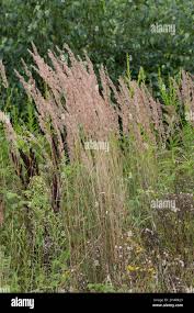 Attēlu rezultāti vaicājumam “Calamagrostis epigeios”