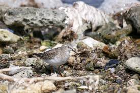 Image result for Calidris minutilla