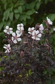 Attēlu rezultāti vaicājumam “Geranium pratense”