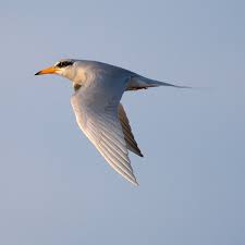 Attēlu rezultāti vaicājumam “Sterna”