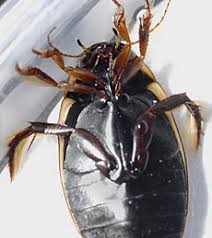 Attēlu rezultāti vaicājumam “Colymbetes striatus”