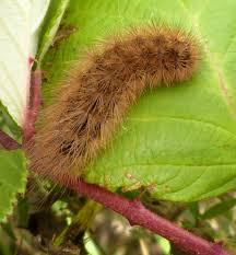 Attēlu rezultāti vaicājumam “Spilosoma lutea larva”