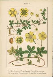 Image result for Potentilla tormentilla