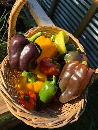 Afbeeldingsresultaat voor chocolate beauty sweet pepper