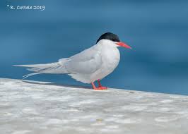 Attēlu rezultāti vaicājumam “Sterna”