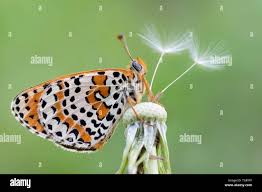 Attēlu rezultāti vaicājumam “Melitaea didyma”