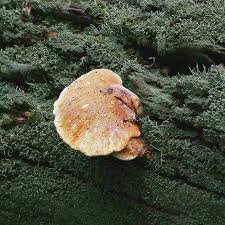 Attēlu rezultāti vaicājumam “Buglossoporus quercinus”