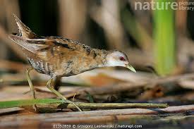 Image result for Porzana parva