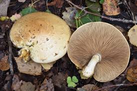 Attēlu rezultāti vaicājumam “Pholiota heteroclita”