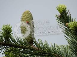 Attēlu rezultāti vaicājumam “Abies alba”