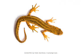 Attēlu rezultāti vaicājumam “Triturus vulgaris”