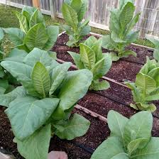 Attēlu rezultāti vaicājumam “Nicotiana tabacum leaf”