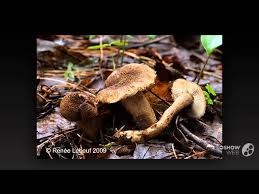 Attēlu rezultāti vaicājumam “Inocybe lanuginosa”