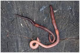 Attēlu rezultāti vaicājumam “Lumbricus terrestris”