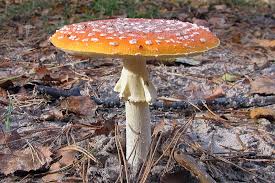 Image result for vliegenzwam