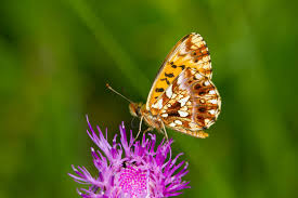 Attēlu rezultāti vaicājumam “Boloria dia”