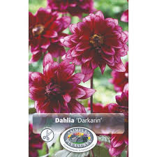 Image result for Dahlia Darkarin`