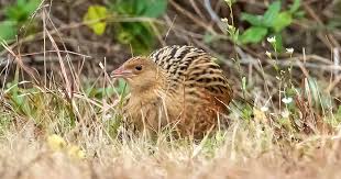 Attēlu rezultāti vaicājumam “Cratarellus cornucopioides”