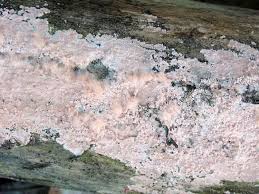 Attēlu rezultāti vaicājumam “Corticium roseum”