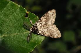 Attēlu rezultāti vaicājumam “Lymantria monacha”