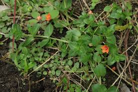 Attēlu rezultāti vaicājumam “Anagallis arvensis leaf”