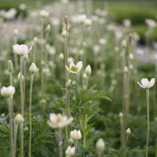 Attēlu rezultāti vaicājumam “Anemone sylvestris bud”