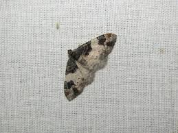 Attēlu rezultāti vaicājumam “Catarhoe cuculata”