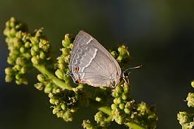 Attēlu rezultāti vaicājumam “Favonius quercus underside”