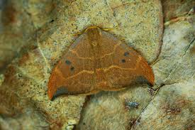 Attēlu rezultāti vaicājumam “Watsonalla binaria”