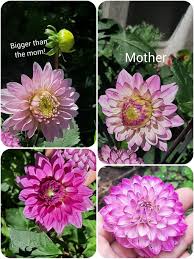 Image result for Dahlia hybrid.