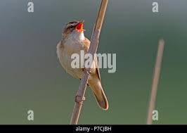 Attēlu rezultāti vaicājumam “Acrocephalus schoenobaenus adult”