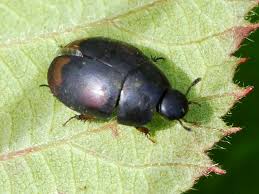 Attēlu rezultāti vaicājumam “Scaphidium quadrimaculatum”