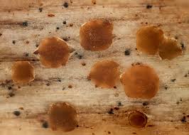 Attēlu rezultāti vaicājumam “Ombrophila violacea spores”