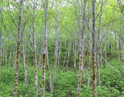 Image result for Alder Cc