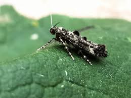 Attēlu rezultāti vaicājumam “Epermenia falciformis”